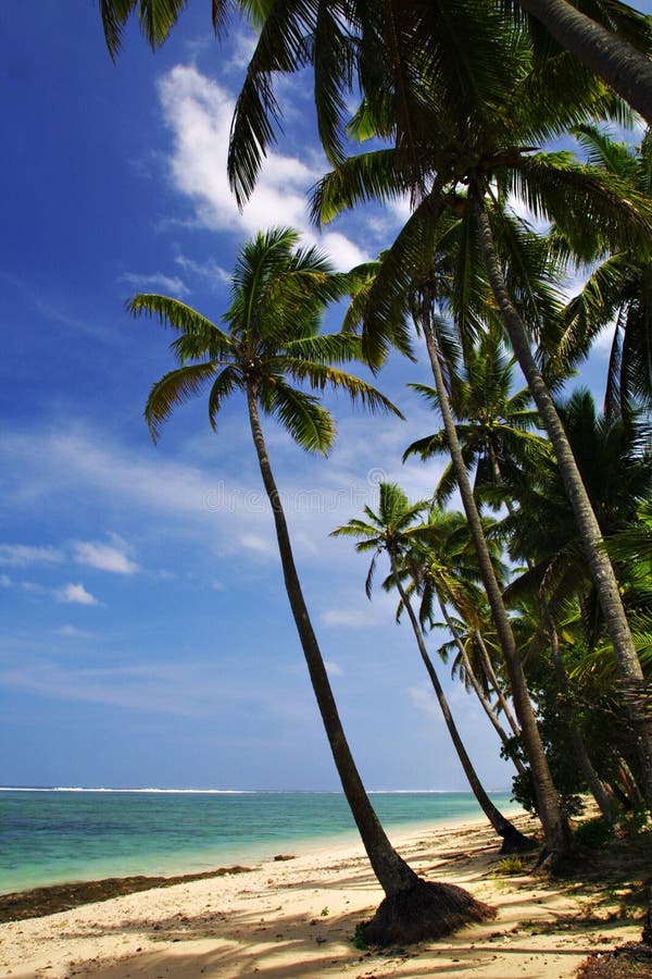 Palm Trees on the Copacabana Beach Stock Image - Image of shadows, sand ...