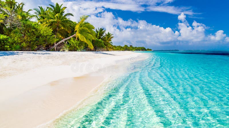 Beach background. Beautiful beach landscape. Tropical nature scene. Palm trees and blue sky. Summer holiday and vacation concept.