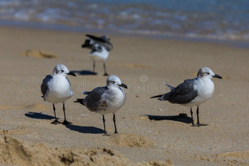 Seagulls gathering in hopes for local beach goers to drop food at Fort Lauderdale, Florida looking for food, November 2017. Seagulls gathering in hopes for local beach goers to drop food at Fort Lauderdale, Florida looking for food, November 2017