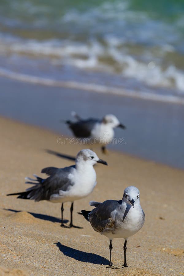 Seagulls gathering in hopes for local beach goers to drop food at Fort Lauderdale, Florida looking for food, November 2017. Seagulls gathering in hopes for local beach goers to drop food at Fort Lauderdale, Florida looking for food, November 2017