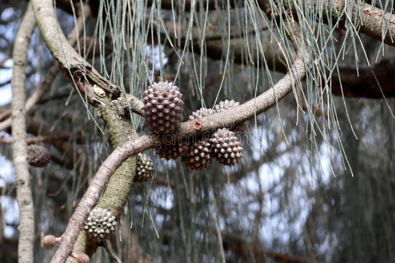 Plaja casuarina casuarina equisetifolia conține fructe pe un arbore pix sanjiv shukla stock image