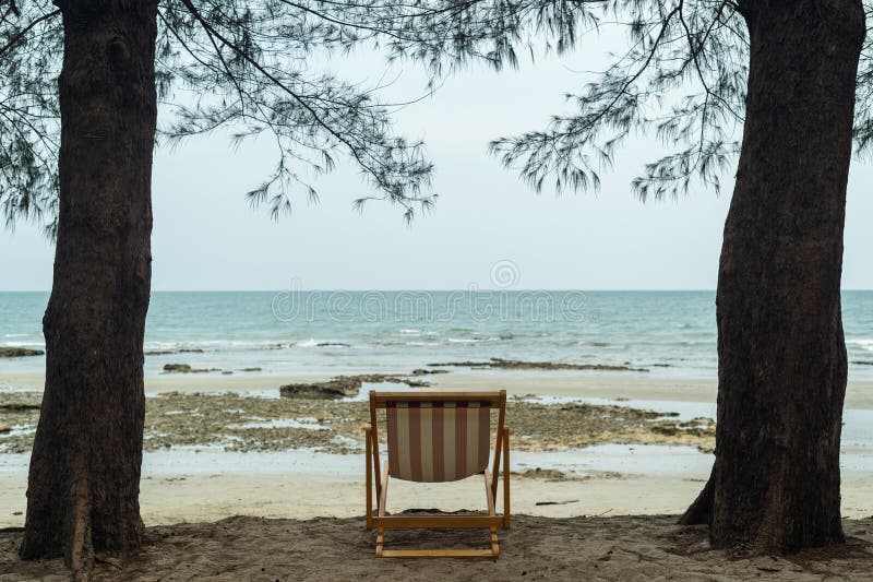 Beach Chairs on the Seaside Under Pine Trees Stock Image Image of