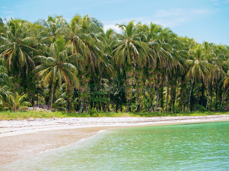 Beach with Coconuts Trees in Panama Stock Photo Image of escape, rica