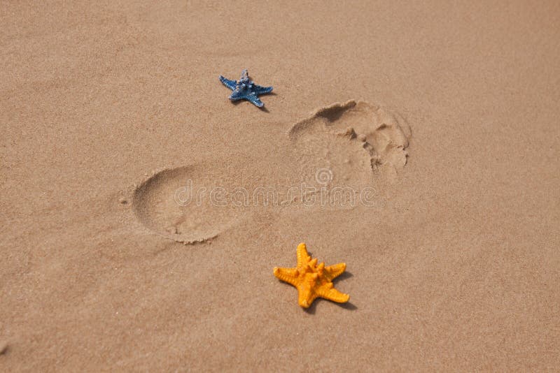 Beach Compositions. Shells on Sand Stock Image Image of paradise
