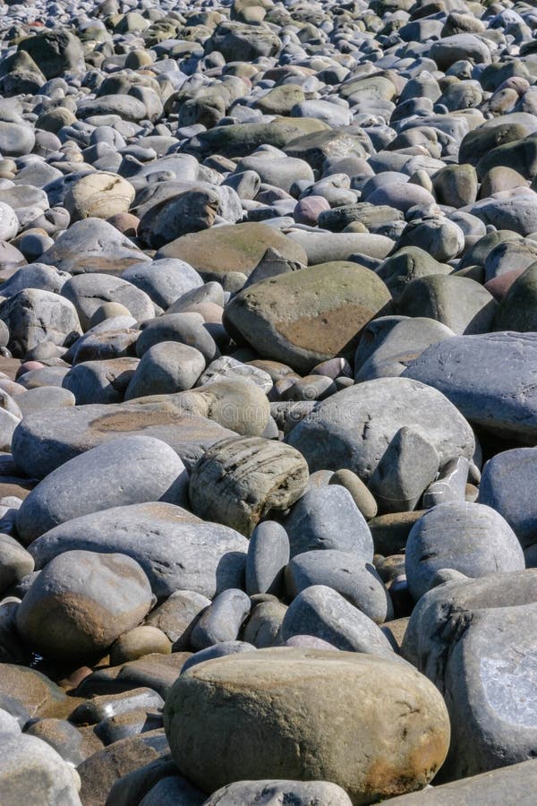 Beach covered with large grey smooth pebbles or stones.