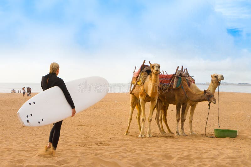 Female surfer and camels at the beach of Essaouira, Morocco, Africa. .