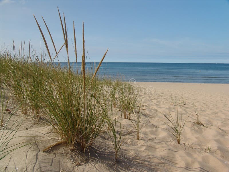 Beach grass