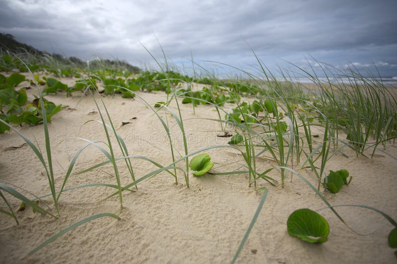 Grass on coastal sand dunes