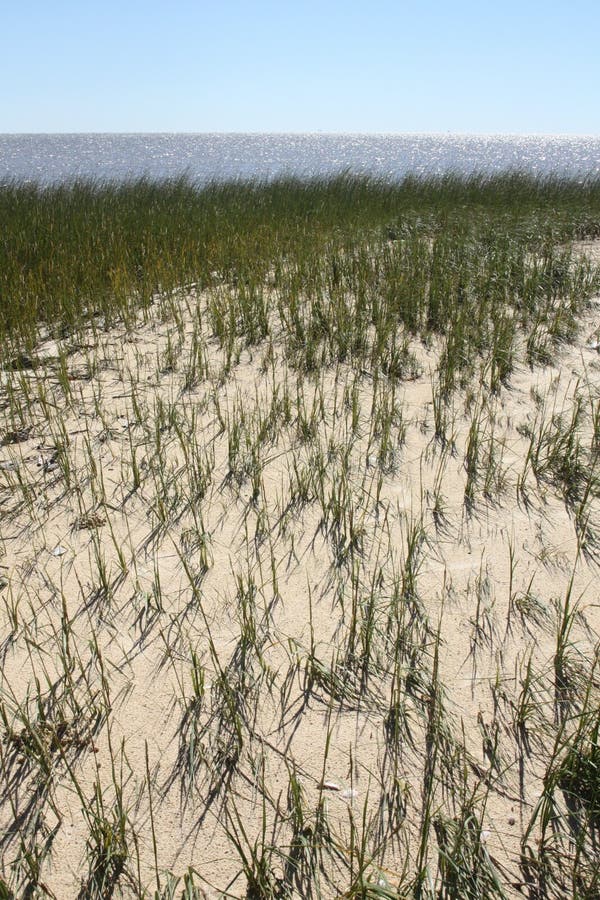 Beach Grass stock photo. Image of weeds, plants, nature 21407134