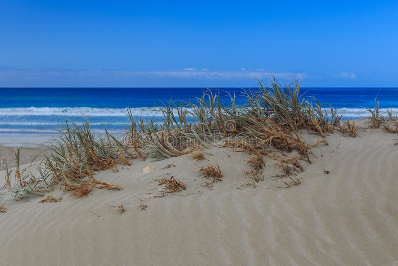 Beach Grass