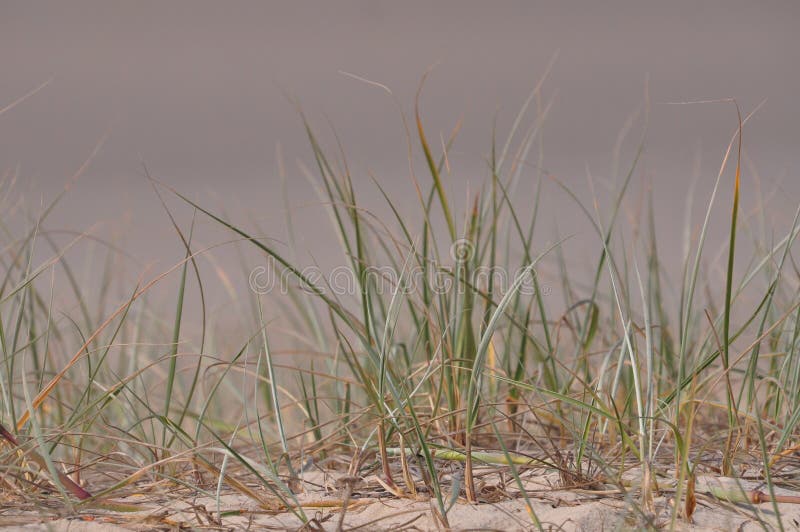 Beach grass close up in soft sand beach