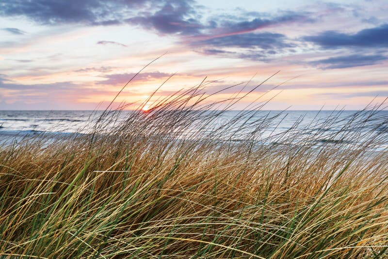 Beach grass on dune, Baltic sea at sunset