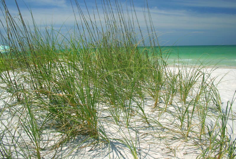 Beach grasses stock image. Image of wave, paradise, holiday 109815