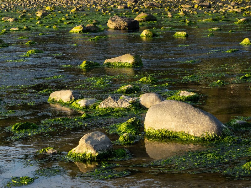 Rocks and Algae at Low Tide Stock Photo Image of river, pacific
