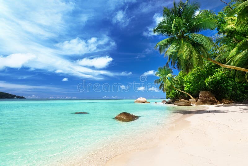 Dream Scene. Beautiful Palm Tree Over White Sand Beach Stock Image ...