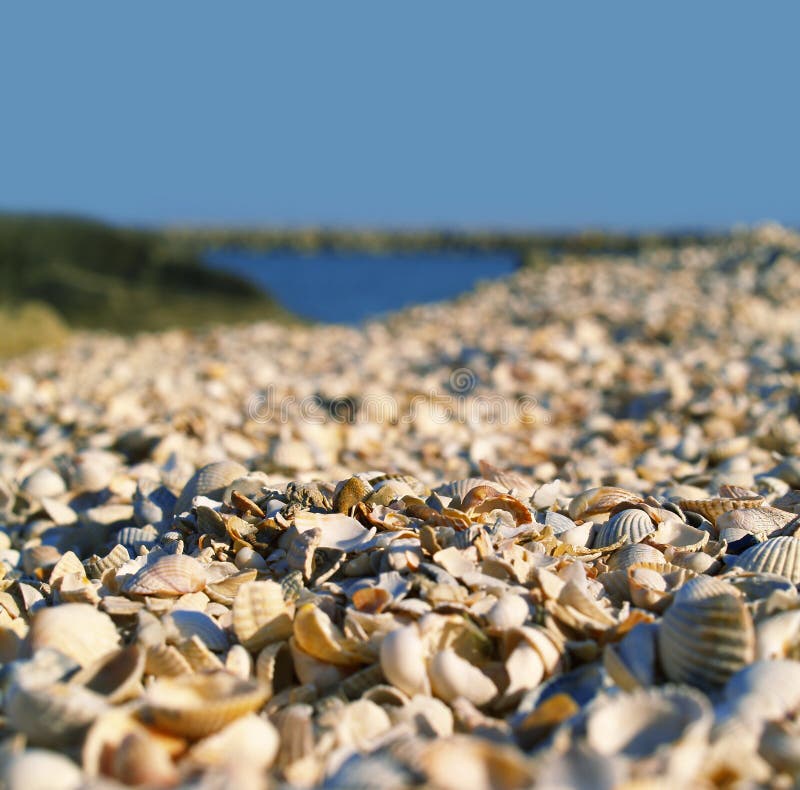 The beach with many shells