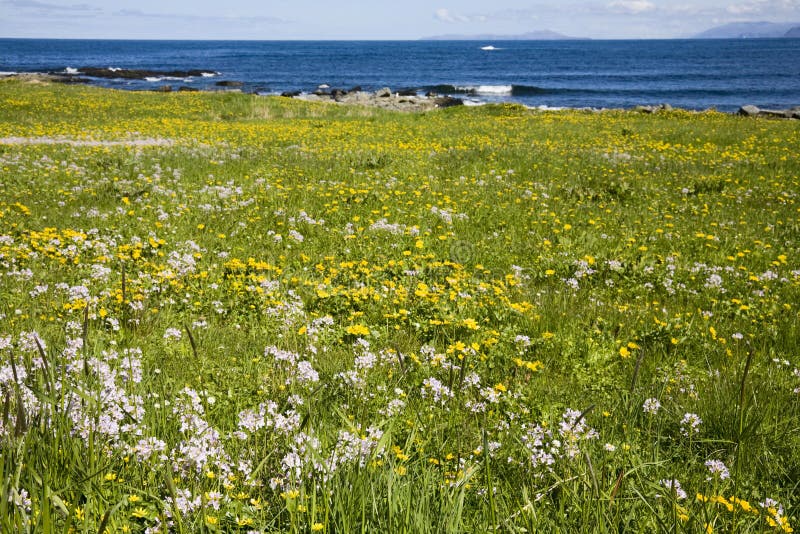 6,883 Beach Grassland Stock Photos Free & RoyaltyFree Stock Photos