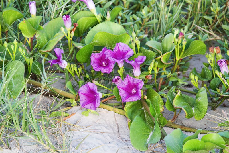 Beach Morning Glory Growing in the Sand Stock Photo - Image of morning ...