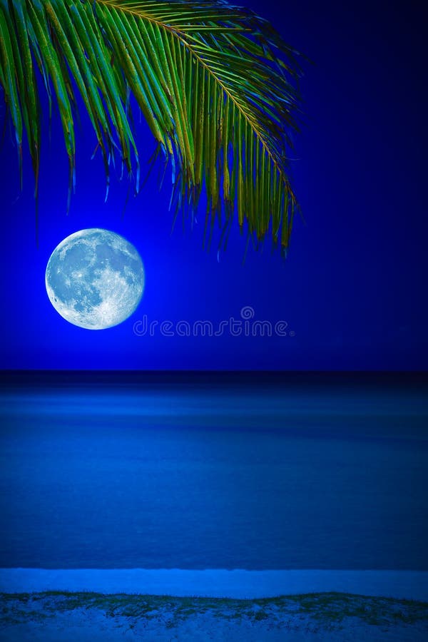 Beach at Night with the Moon and a Palm Tree Stock Image Image of