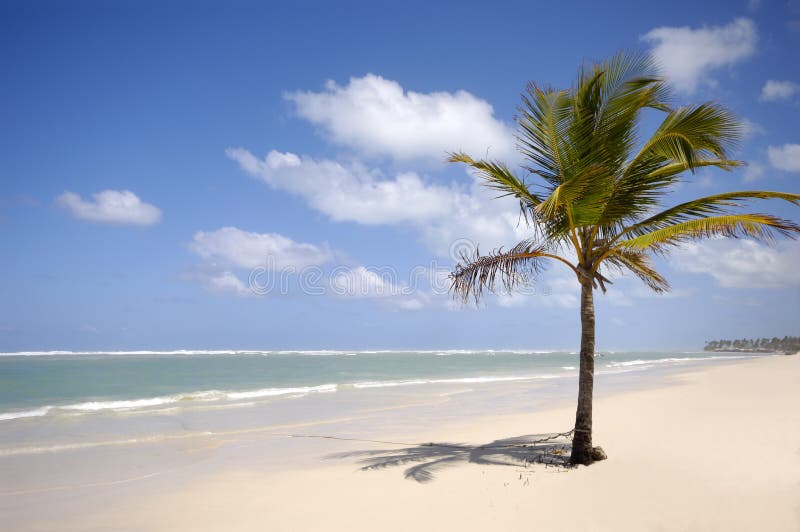 Beach and palm