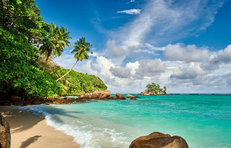 Beach with Palm Tree and Rocks Landscape Stock Image - Image of nature ...