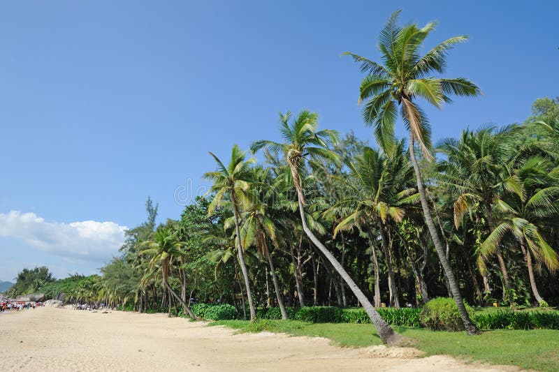 Beach with palm trees royalty free stock photos