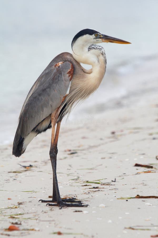 Beach piper