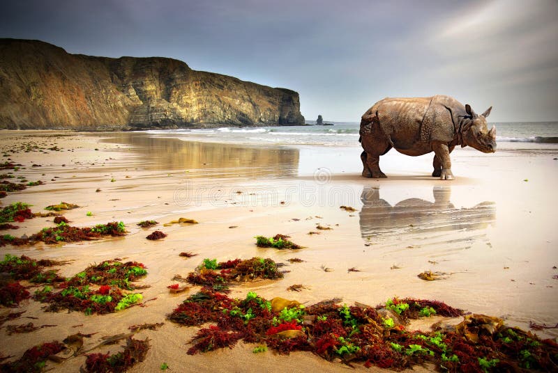 Beach Rhino royalty free stock photos