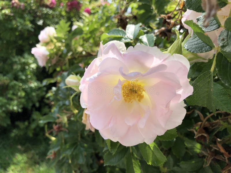 Beach rose, Japanese rose, Ramanas rose, Letchberry Rosa rugosa, Kartoffelrose or Apfelrose Flower Island Mainau royalty free stock images Beach rose, Japanese rose, Ramanas rose, Letchberry Rosa rugosa, Kartoffelrose or Apfelrose Flower Island Mainau royalty free stock images