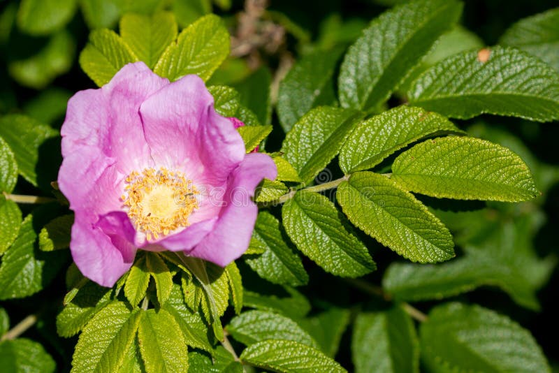 Beach rose Rosa rugosa stock photo. Image of wadden - 109539804