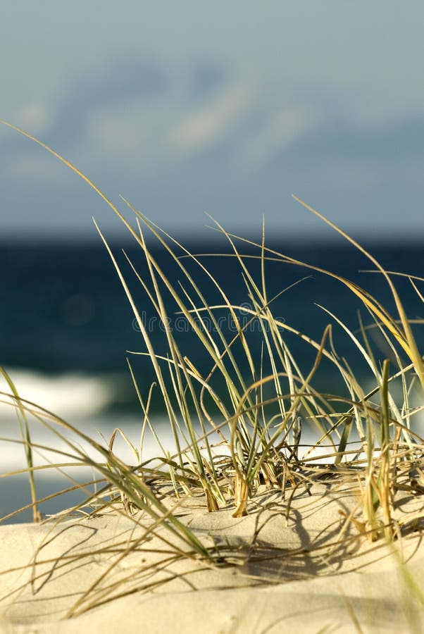 Beach Sand Dune royalty free stock image
