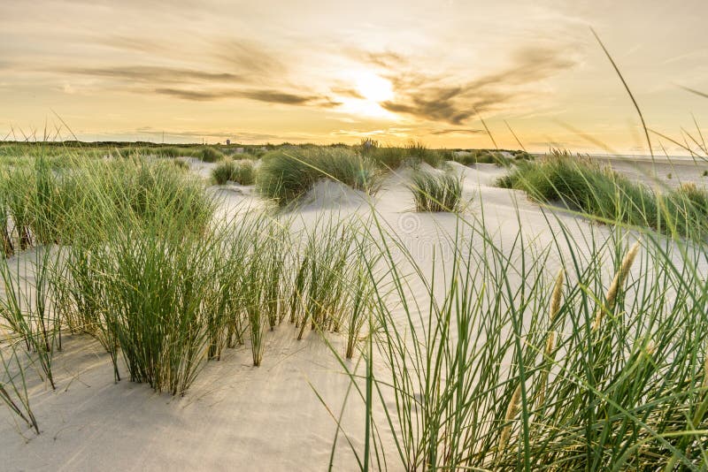 Beach with sand dunes and marram grass with soft sunrise sunset back light. Skagen Nordstrand, Denmark. Skagerrak