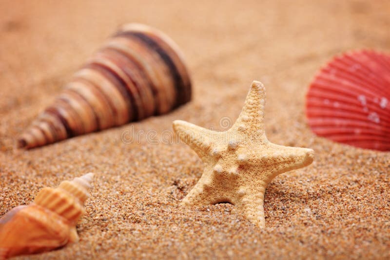 A beach sand with sea shell and star fis