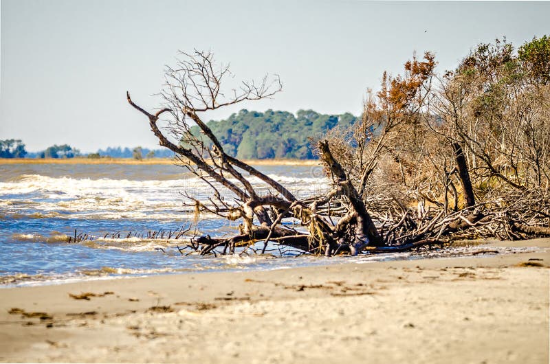 Beach scenes around folly beach south carolina