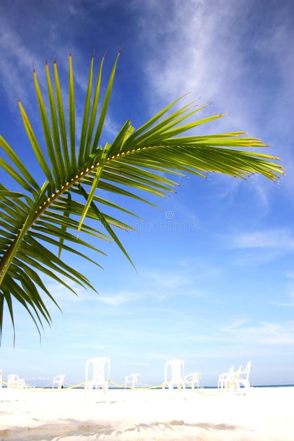 Palma strom a karibský pláž.