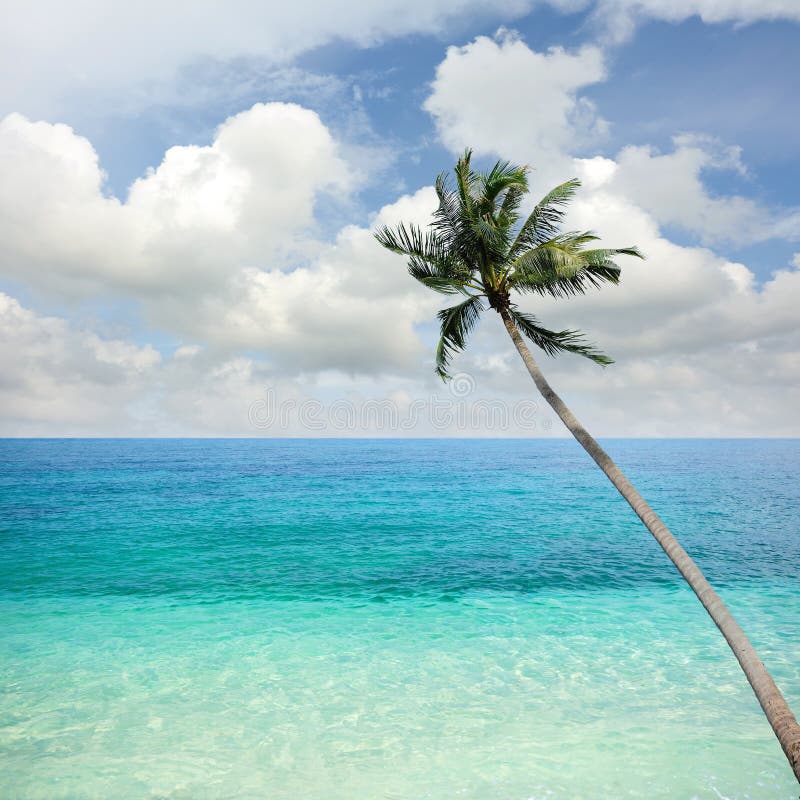 Tropical plam tree stock image. Image of ocean, hana - 10743227