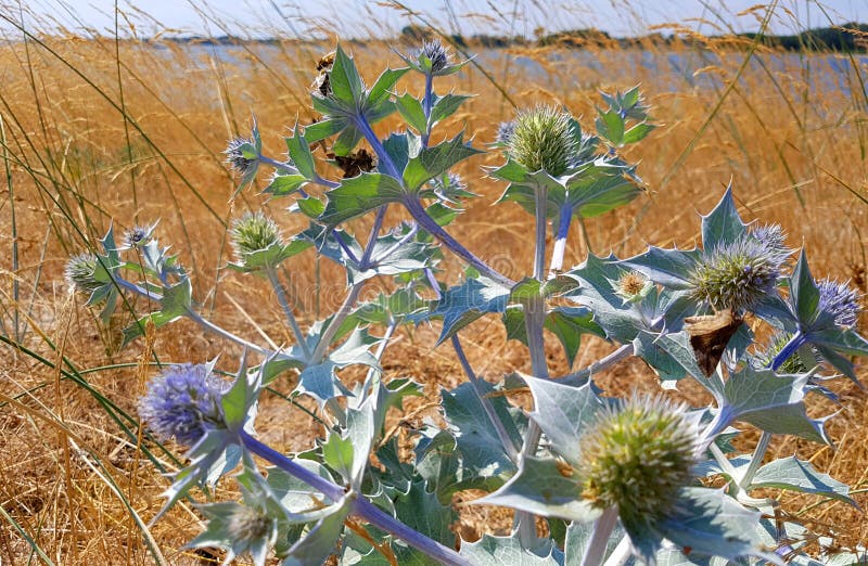 Wild Herbs. Wildflowers in Summer. Vector Color Flowers -  Denmark в  2023 г  Цветы в технике грифонаж, Цветочное искусство, Цветок