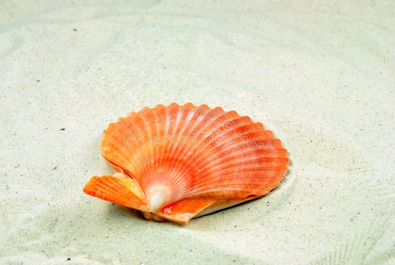 Beach sea shells