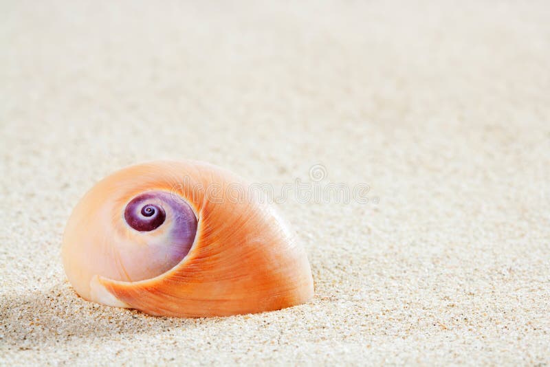 Beach sea snail tropical white sand closeup macro