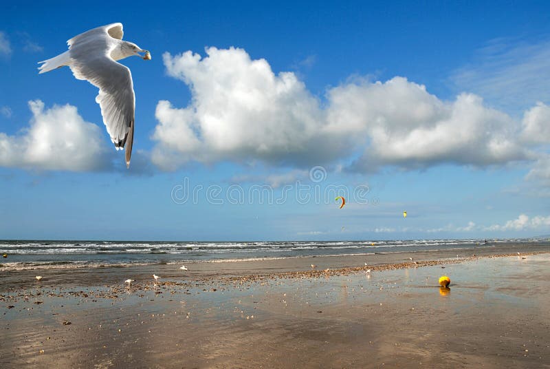 Beach and seagull