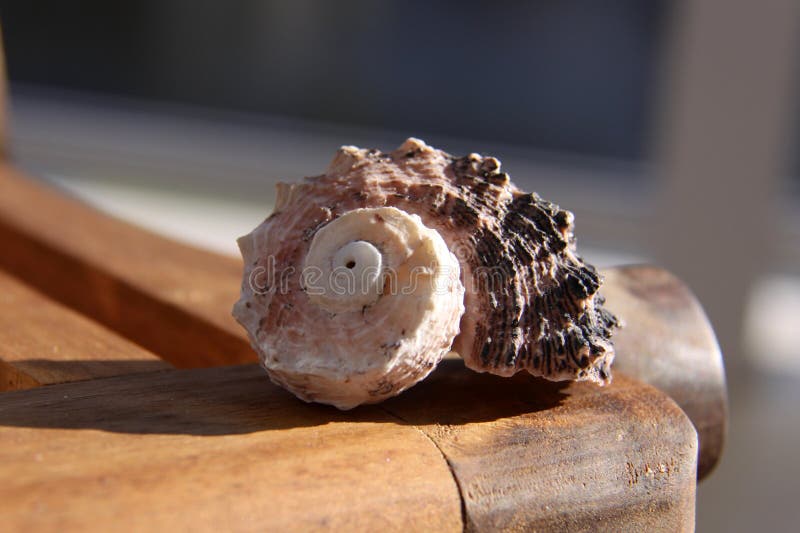 Beach Shell on wood royalty free stock photography