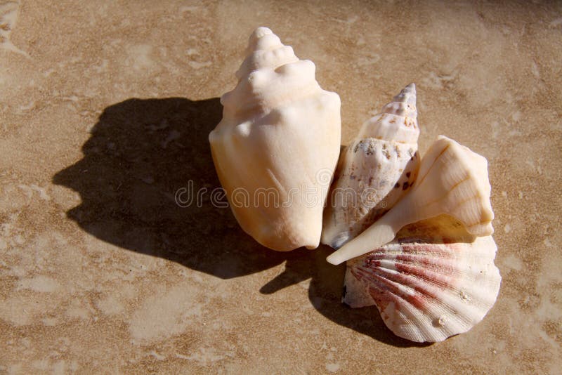 Random beach shells on tile floor.