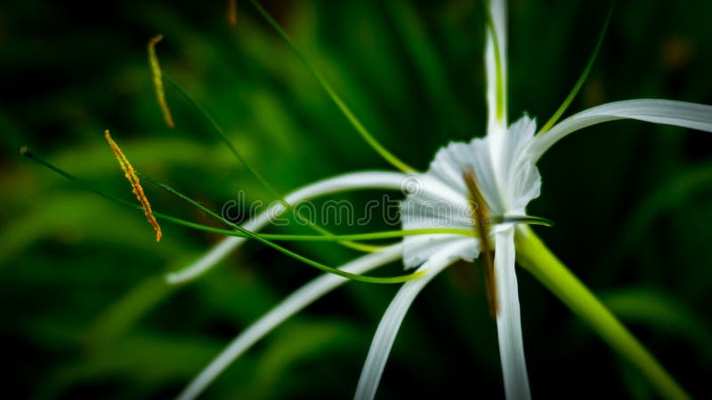 Spider lily HD wallpapers free download  Wallpaperbetter