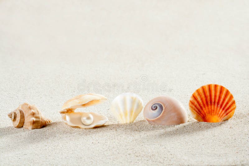 Beach summer vacation background with shells pearl and snail like a tropical symbol. Bivalve shell stock images, royalty-free photos and pictures