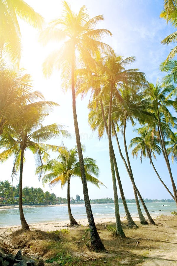 Beach with tall coconut trees against blue sky off west coast of Myanmar royalty free stock image Beach with tall coconut trees against blue sky off west coast of Myanmar royalty free stock image