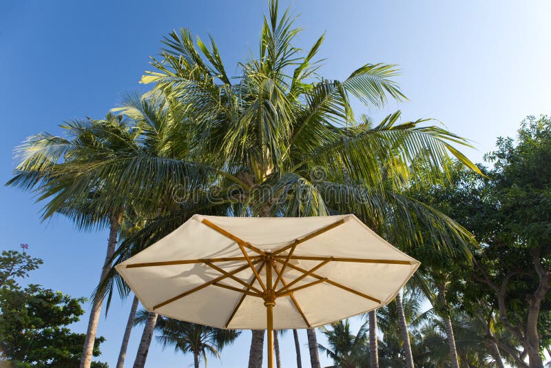 Beach Umbrella on Background of Palm Trees Stock Photo Image of sunny, relax 12608504