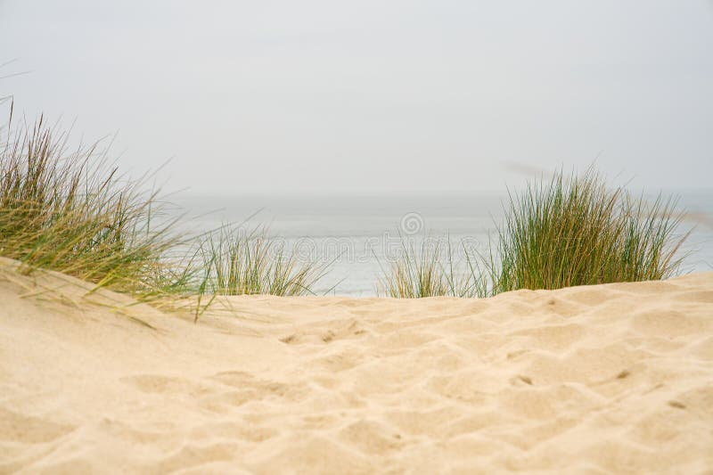 Beach view from the path sand between the dunes at Dutch coastline. Marram grass, Netherlands.