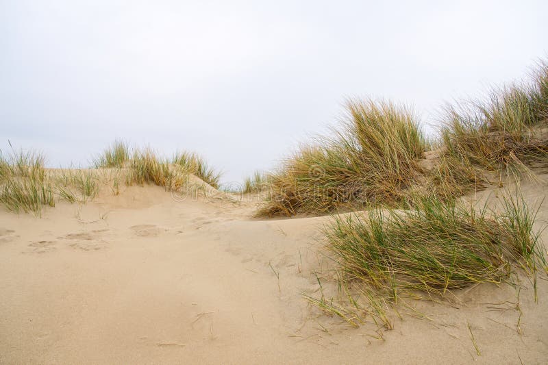 Beach view from the path sand between the dunes at Dutch coastline. Marram grass, Netherlands.