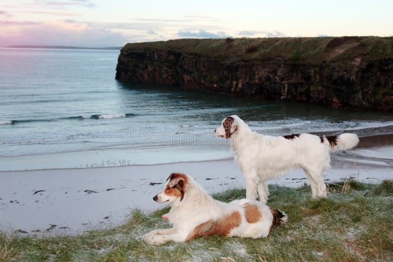 Beach view with two dogs