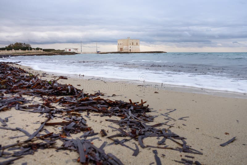 Beach in winter with algae and in the background a tower in Puglia